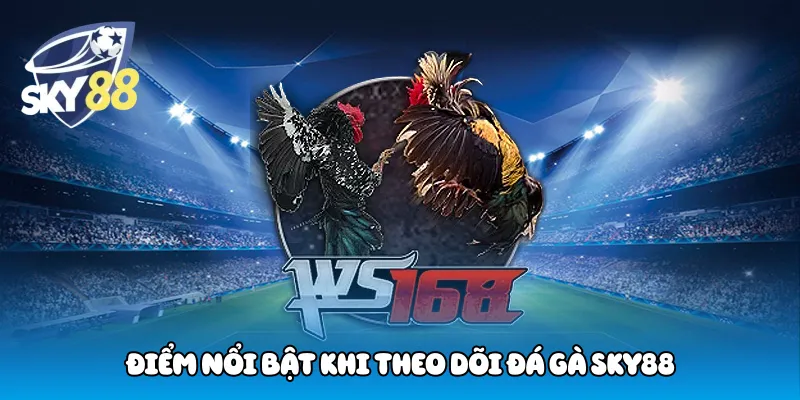 Điểm nổi bật khi theo dõi đá gà Sky88